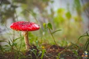 Magic Mashroom Tripjodi